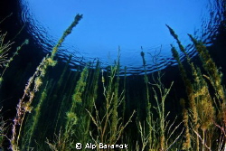 Taken @ beginning of Sakarya river in Eskisehir / Turkey ... by Alp Baranok 